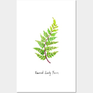 eared lady fern watercolor Posters and Art